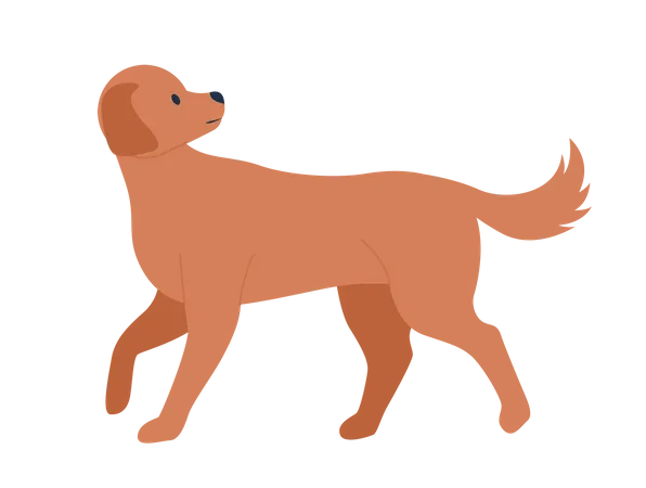 Dog walking  Illustration