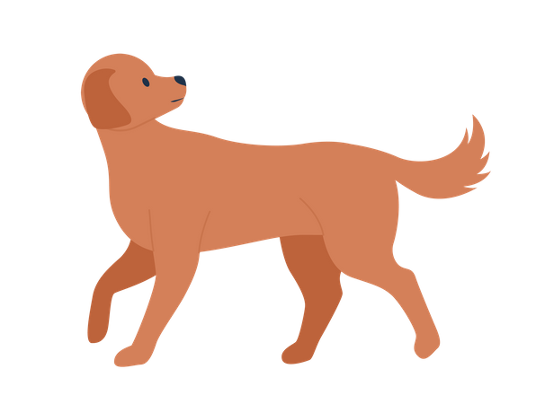 Dog walking  Illustration
