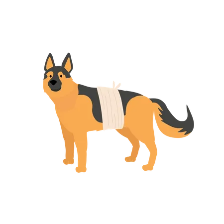 Dog With Bandage  Illustration