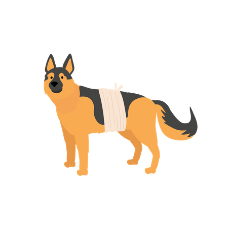 Dog With Bandage  Illustration