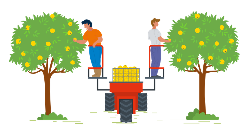 Dois homens colhendo frutas de uma árvore  Ilustração
