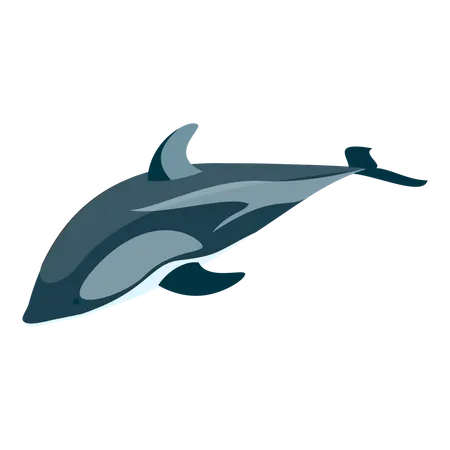 Dolphin  Illustration