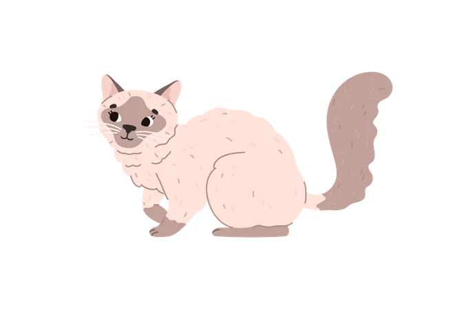 Domestic Siamese Cat Or Kitten Adorable Siamese Asian Breed Decorative Cat Cartoon Character Flat Vector Illustration Isolated On White Background Illustration