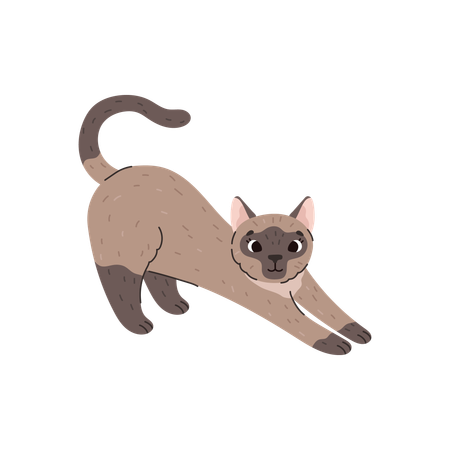 Domestic Siamese cat  Illustration