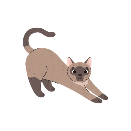 Domestic Siamese Cat Or Kitten Pushes Its Nails And Stretches Its Back Adorable Siamese Asian Decorative Cat Flat Vector Illustration Isolated On White Background Illustration