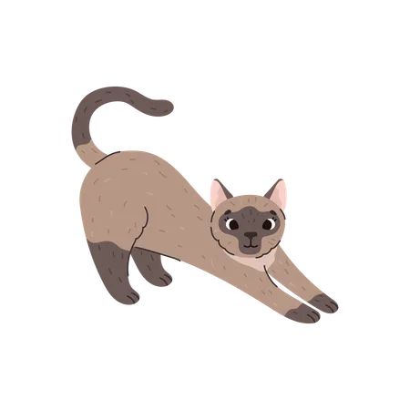 Domestic Siamese cat  Illustration