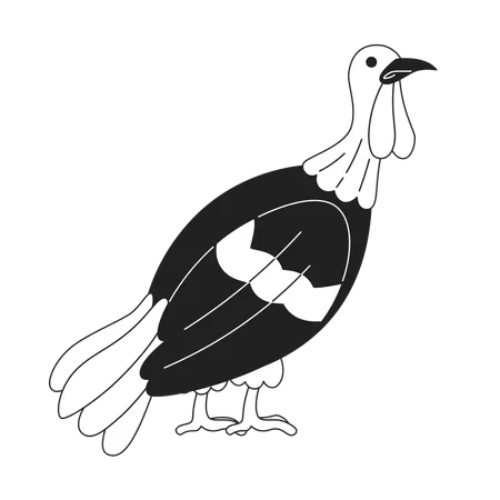 Domestic turkey bird  Illustration