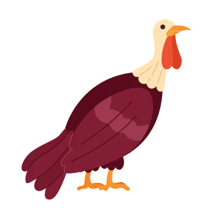 Domestic Turkey Bird 2 D Cartoon Character Poultry Farming Isolated Vector Animal White Background Wild Gobbler Thanksgiving November Autumnal Countryside Bird Color Flat Spot Illustration Illustration