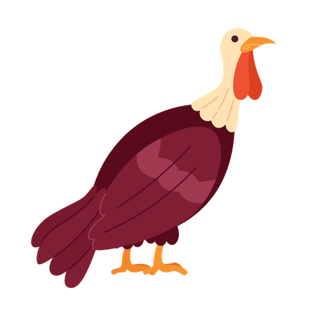 Domestic turkey bird  Illustration