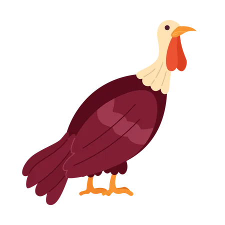 Domestic turkey bird  Illustration