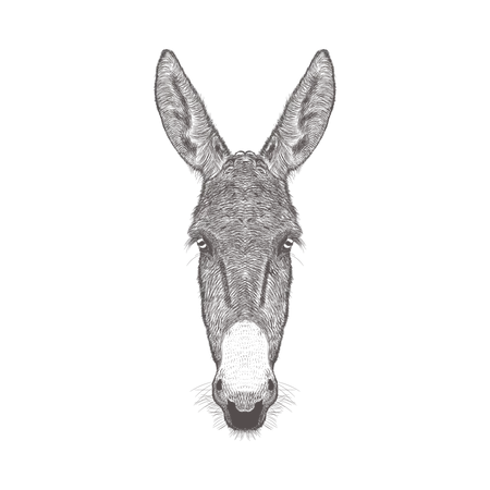 Donkey Head  Illustration