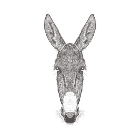 Donkey Head  Illustration