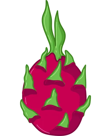 Showcasing The Distinctive Look Of Dragon Fruit This Illustration Is Filled With Vibrant Pink And Green Colors Ideal For Any Exotic Fruit Display Illustration