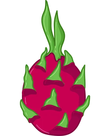 Dragon Fruit Exotic  Illustration