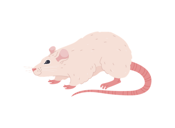 Rat blanc drôle marchant  Illustration