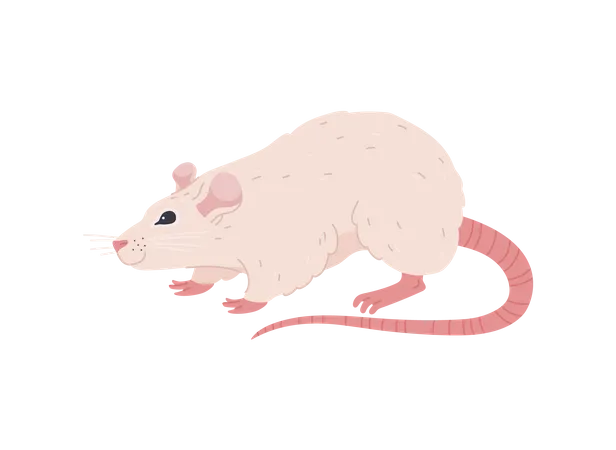 Rat blanc drôle marchant  Illustration