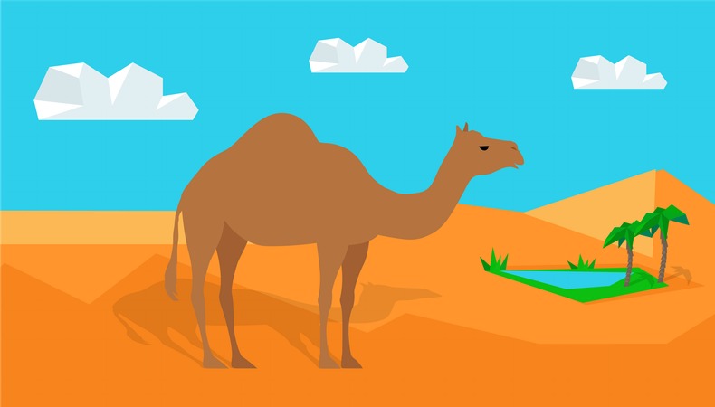 Dromedary Camel in Desert  Illustration