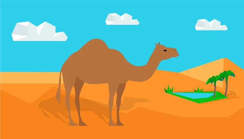 Dromedary Camel in Desert  Illustration