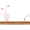 illustrations of duck