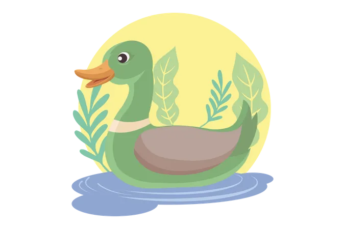 Duck Mallard Swimming In The Pond Illustration