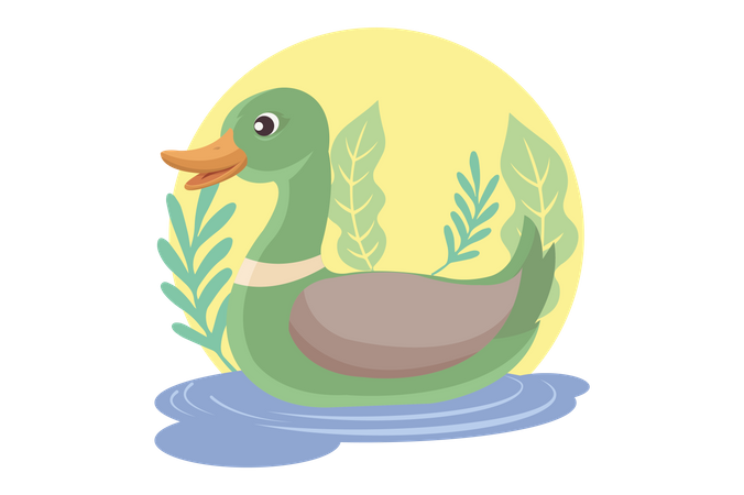 Duck swimming in lake  Illustration