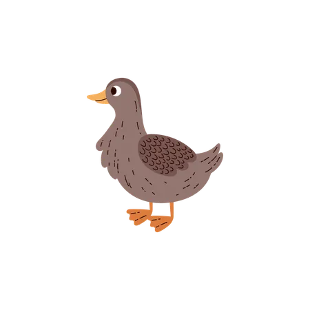 Duck wild domesticated bird  Illustration