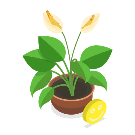 3 D Isometric Flat Vector Illustration Of Dying Plant Phases A Flower Withering Item 5 Illustration