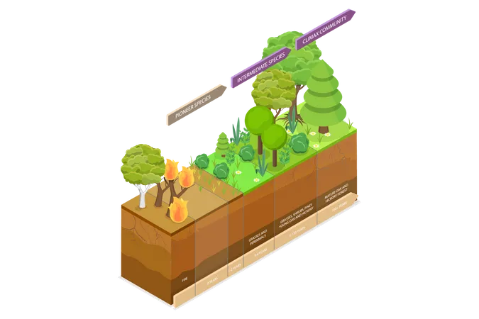 3 D Isometric Flat Vector Conceptual Illustration Of Ecological Recovery Succession Process Stages Diagram Illustration