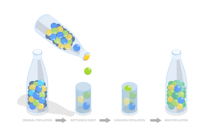 Efeito gargalo e impacto populacional  Ilustração