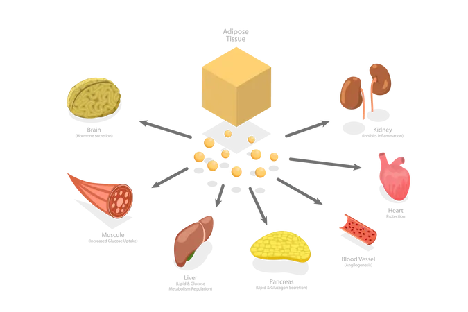 Effects Of Adiponectin  Illustration