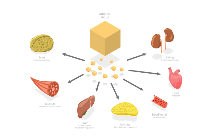 Effects Of Adiponectin  Illustration