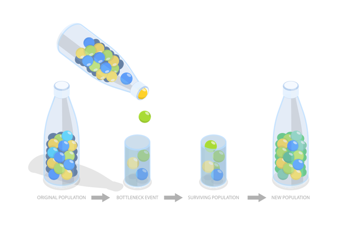 Effet de goulot d’étranglement et impact sur la population  Illustration