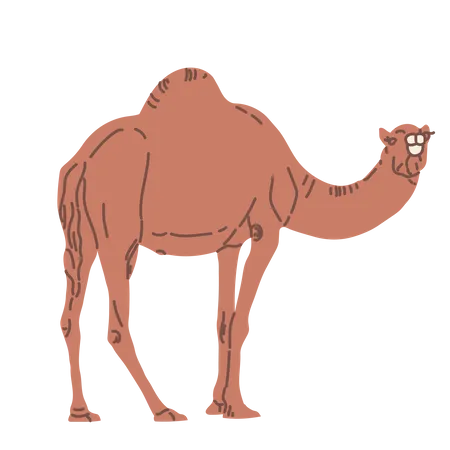 Eid camel  Illustration
