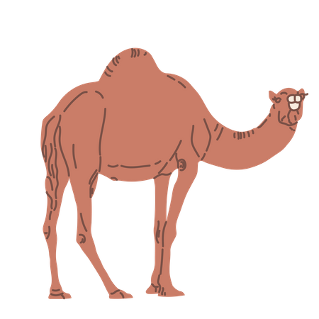 Eid camel  Illustration