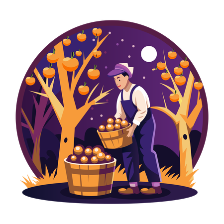 El hombre cosecha frutas en la temporada de otoño  Ilustración