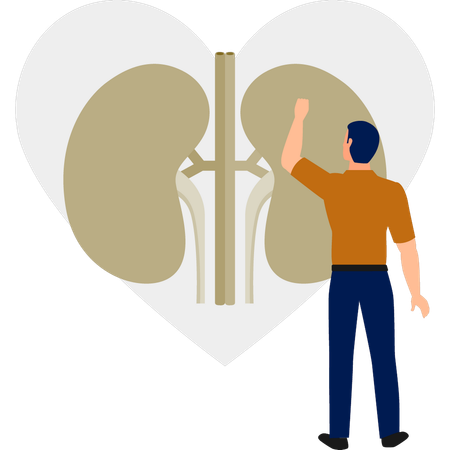 El médico está revisando la infección renal.  Ilustración