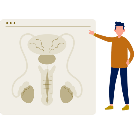 El niño explica la urología humana en la página web.  Ilustración