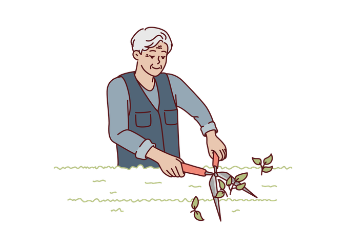 Elderly man gardener is pruning bushes in park  Illustration