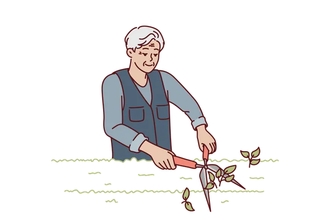 Elderly man gardener is pruning bushes in park  Illustration