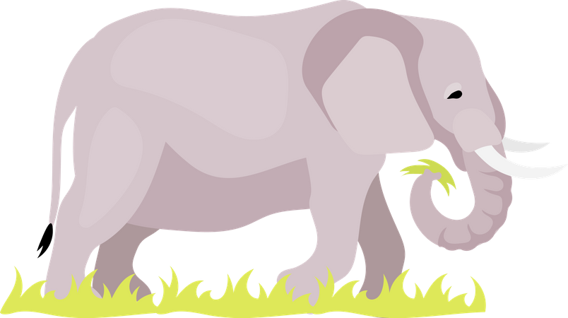 Elefant  Illustration