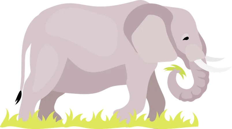 Elefant  Illustration