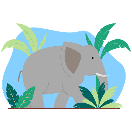Elefant  Illustration