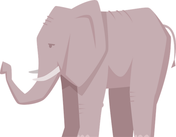 Elefant  Illustration