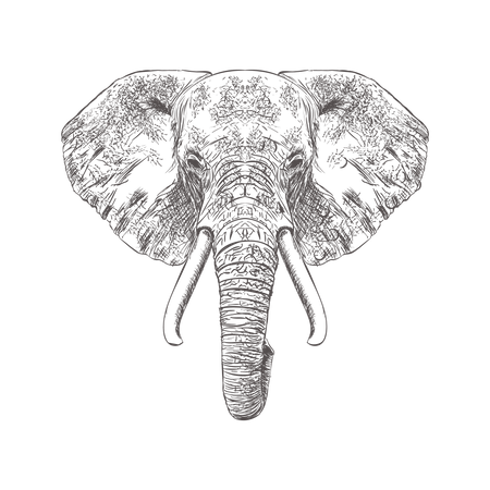 Elefantengesicht  Illustration