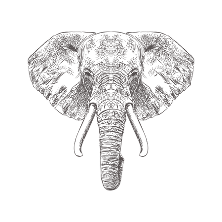 Elephant Face  Illustration