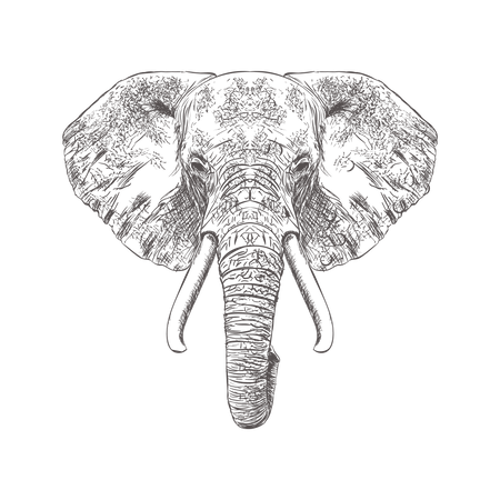 Elephant Face  Illustration