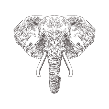 Elephant Face  Illustration