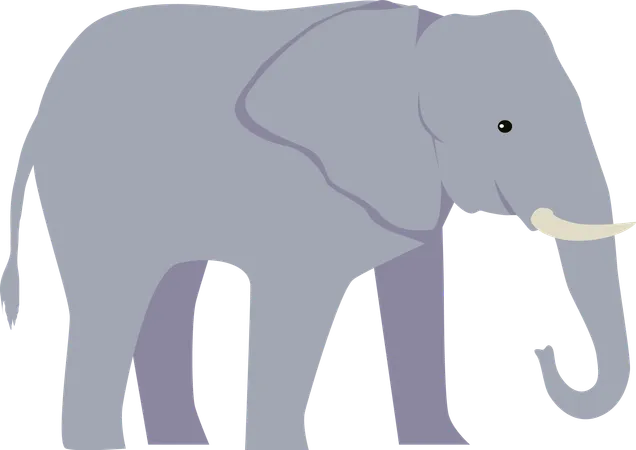 Elephant  Illustration