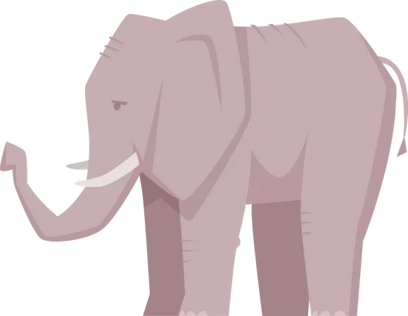 Elephant  Illustration