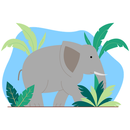 Elephant  Illustration